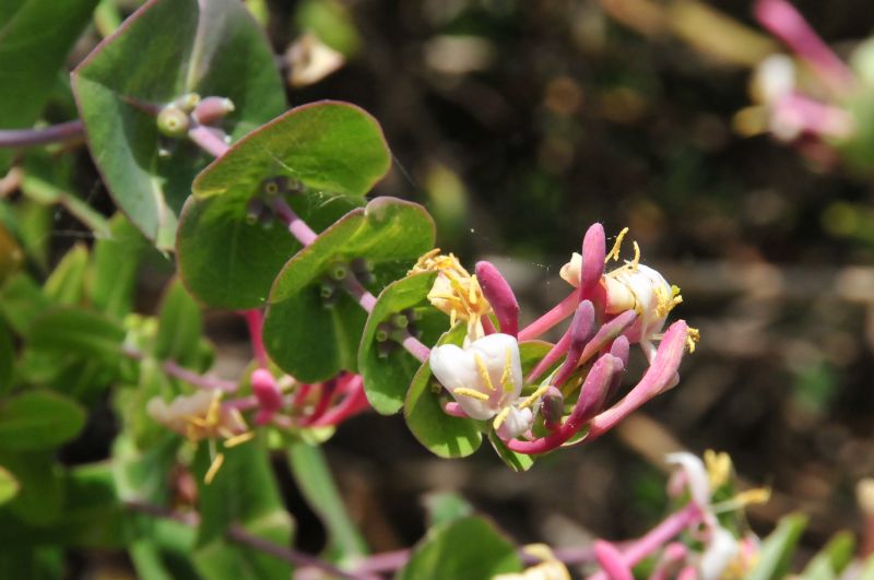 Lonicera implexa / Caprifoglio mediterraneo